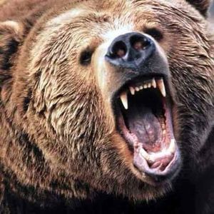 Meet your Posher, Malik